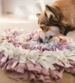 NAMASDOGGO ANIMAL BEHAVIOURIST