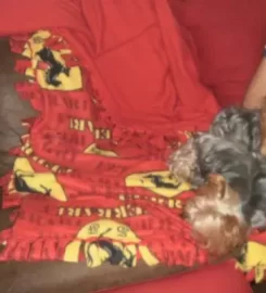 ROGER’S HOUSE SITTING SERVICES