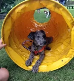 Ralun Dog Stars