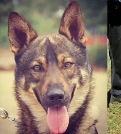 S.A. Dog Training College and Kennels