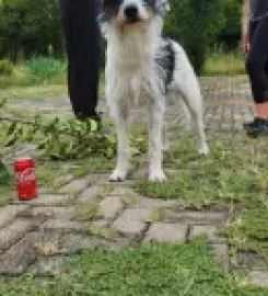 S.A. Dog Training College and Kennels