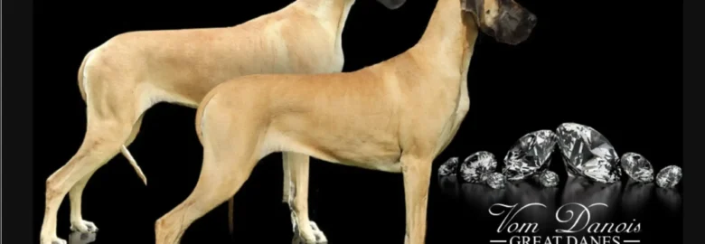 VomDanois Great Danes