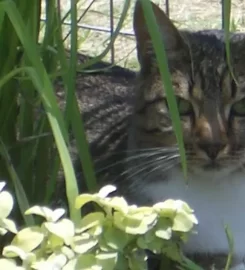 Shamroc Cattery & Kennels