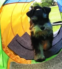 HAPPY PACK DOG TRAINING AND BEHAVIOUR MANAGEMENT
