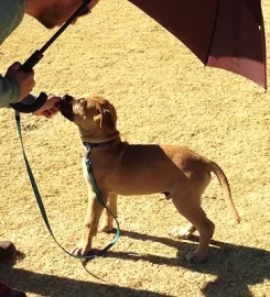 HAPPY PACK DOG TRAINING AND BEHAVIOUR MANAGEMENT