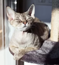 Tomasina Cattery