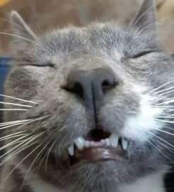 Tomasina Cattery