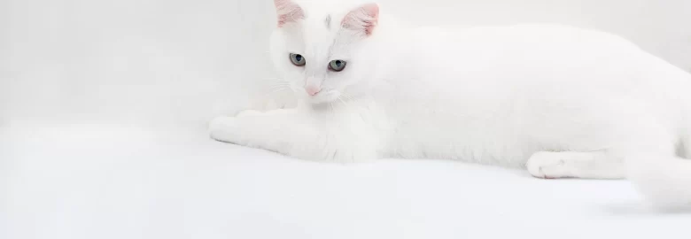 DELICE CATTERY