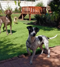 PAWSOME PUPS DAYCARE
