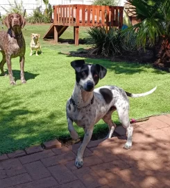 PAWSOME PUPS DAYCARE