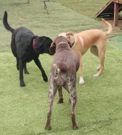 PAWSOME PUPS DAYCARE