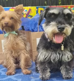 SHAGGY CHIC DOGGY DAY CARE