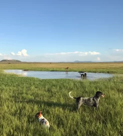 THE PADDOCKS