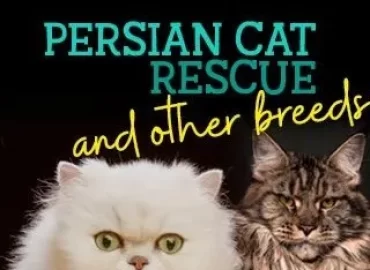 Persian Cats South Africa