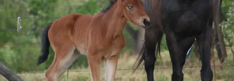 Ushaka Horse Trails
