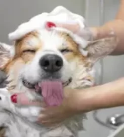 The Royal Pooch and Co