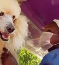 The Royal Pooch and Co