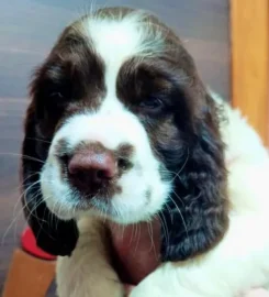 Melobaz English Springer Spaniels
