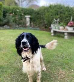 Melobaz English Springer Spaniels