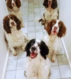 Melobaz English Springer Spaniels
