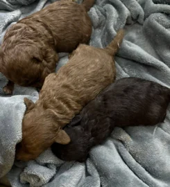 Boupeep Bedlington Terriers
