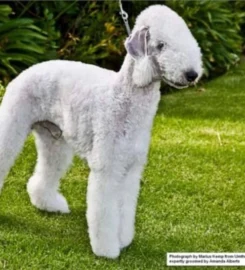 Boupeep Bedlington Terriers