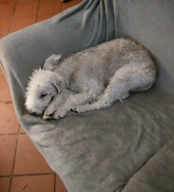 Boupeep Bedlington Terriers