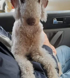 Boupeep Bedlington Terriers
