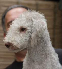Boupeep Bedlington Terriers