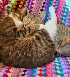 Snout and Sprout – Pet and House Sitting