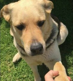 Snout and Sprout – Pet and House Sitting