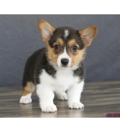 TANYDD – Corgi Crew