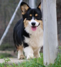TANYDD – Corgi Crew