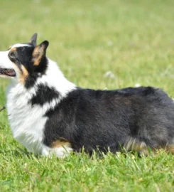 TANYDD – Corgi Crew
