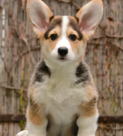 TANYDD – Corgi Crew