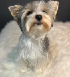The Wag Pet Groomers