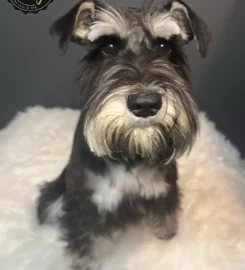 The Wag Pet Groomers