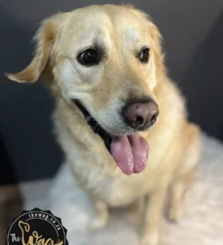 The Wag Pet Groomers