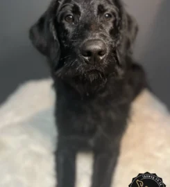 The Wag Pet Groomers