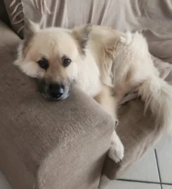 Gigi's Pawfect Pet Sitting