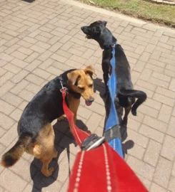 Gigi's Pawfect Pet Sitting