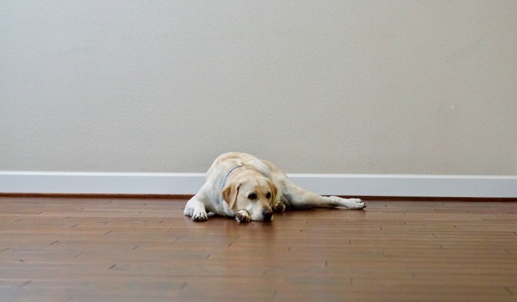 Image showcasing Canine Stress - Pets24