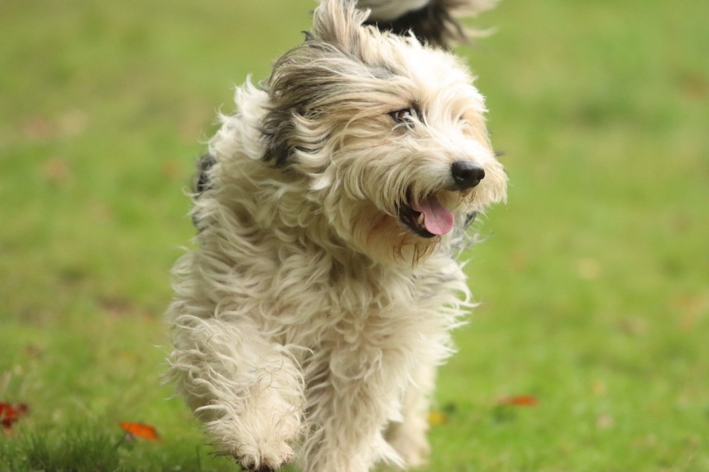 fluffy dog playing in the grass