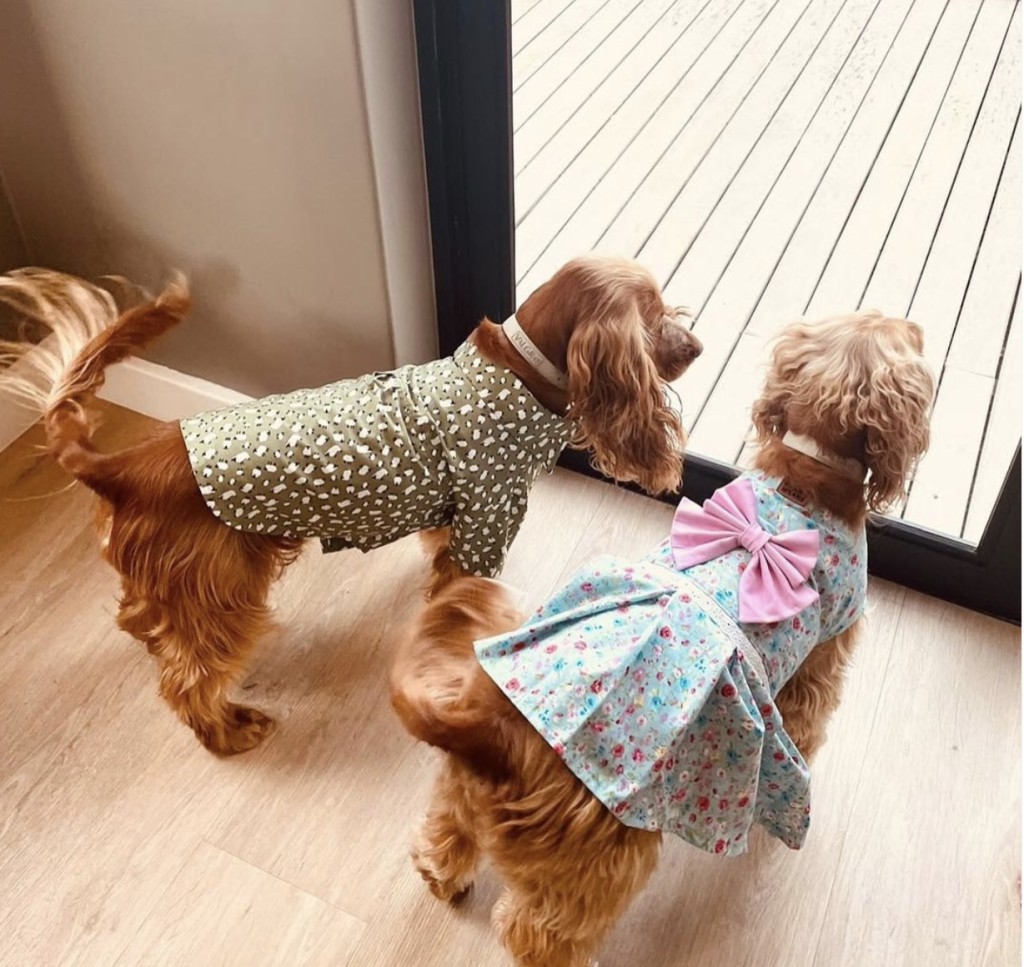 Spaniels wearing dog clothes