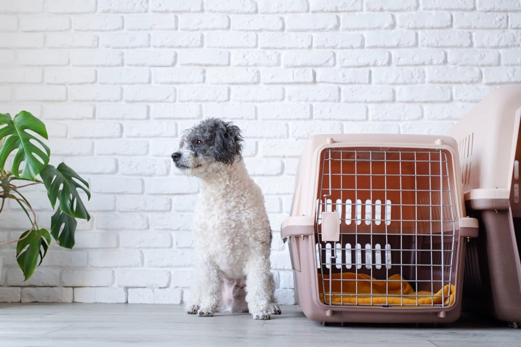 Dog standing next to a dog carrier