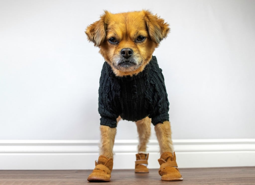 dog wearing a black dog jersey and yellow dog boots