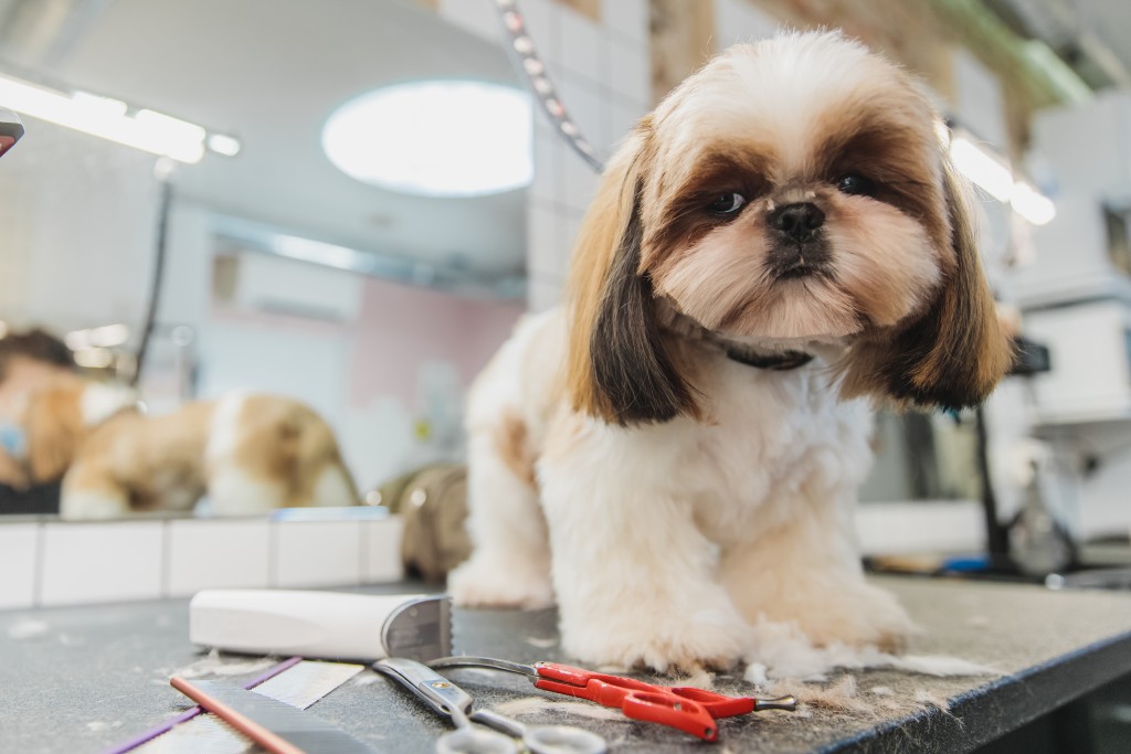 Cute dog being groomed