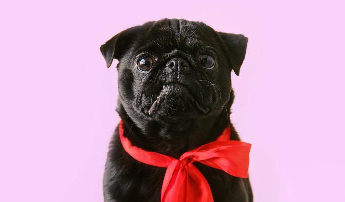 black pug with red collar