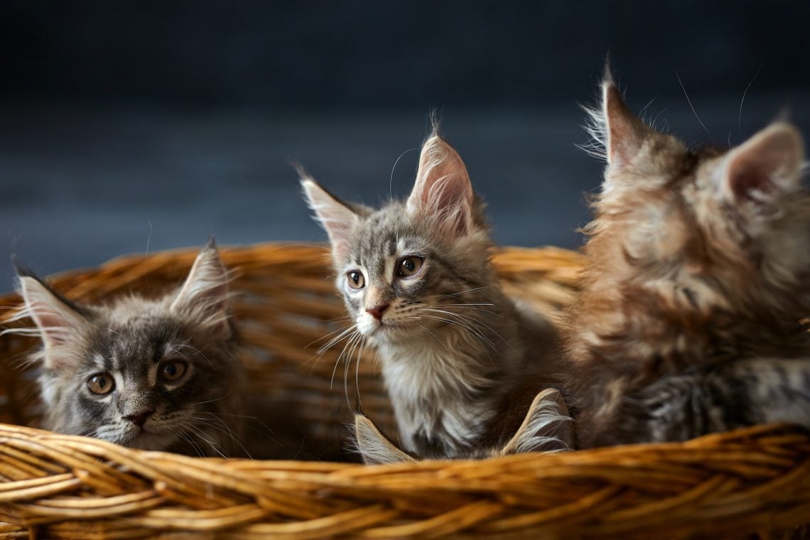 Find Maine Coon Kittens at These Cat Breeders Pets24