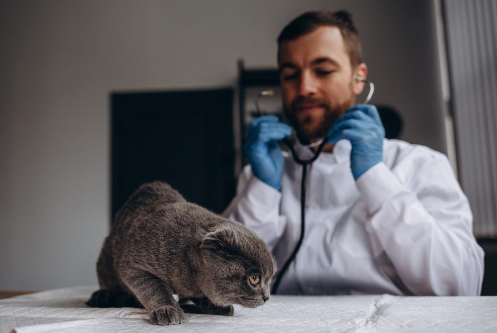 Cat with veterinarian doctor at vet clinic